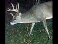 DEER HONDAS