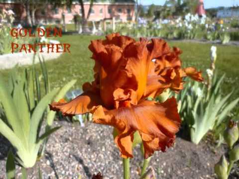 how to transplant bearded iris