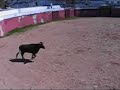 TAUROMAQUIA - UMA TENTA NO PEDRODÃO (1)
