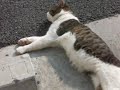 眠りネコ動画