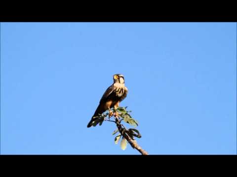 Gavião-de-coleira - Cristiano Voitina