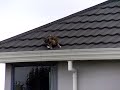 NZ Home Story: Kreischer auf dem Dach 2008