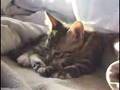 こねこ