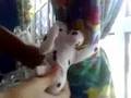 (uploaded by MajeedM)&nbsp;Cute Puppy Curtain Clasps/Holders (2-Pack)