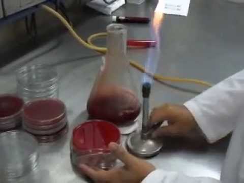 how to isolate aeromonas