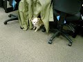 Freddy Meets Coco Again! Freddy Meets Coco Again!