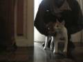 videos de Tichat et les retrouvaille du matin