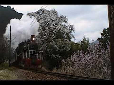 大井川鉄道　田野口駅の桜②SL通過