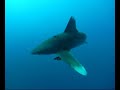 Oceanic White Tip Shark at Elphinstone II.