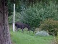 äppleknyckarälgar3.MPG