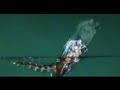 AEDES AEGYPTI TRANSMISOR DEL DENGUE