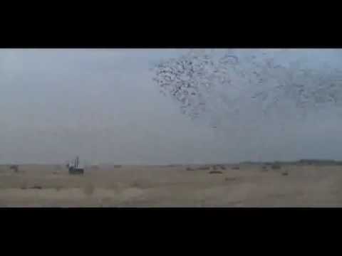 kuwait racing pigeon Club