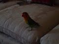 Greenbear the lovebird