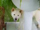 akita akita