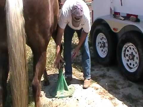 how to trim horse hooves