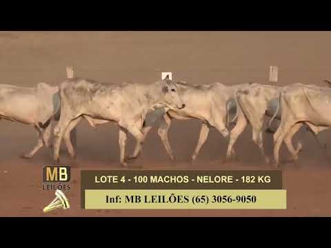 1� LEIL�O VIRTUAL FAZENDA NAYARA & CONVIDADOS