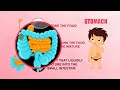 Learn about Human Body Parts For Kids - STOMACH