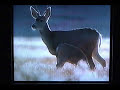 Vintage Amtrak TV Commercials