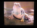 vintage amtrak tv commercials