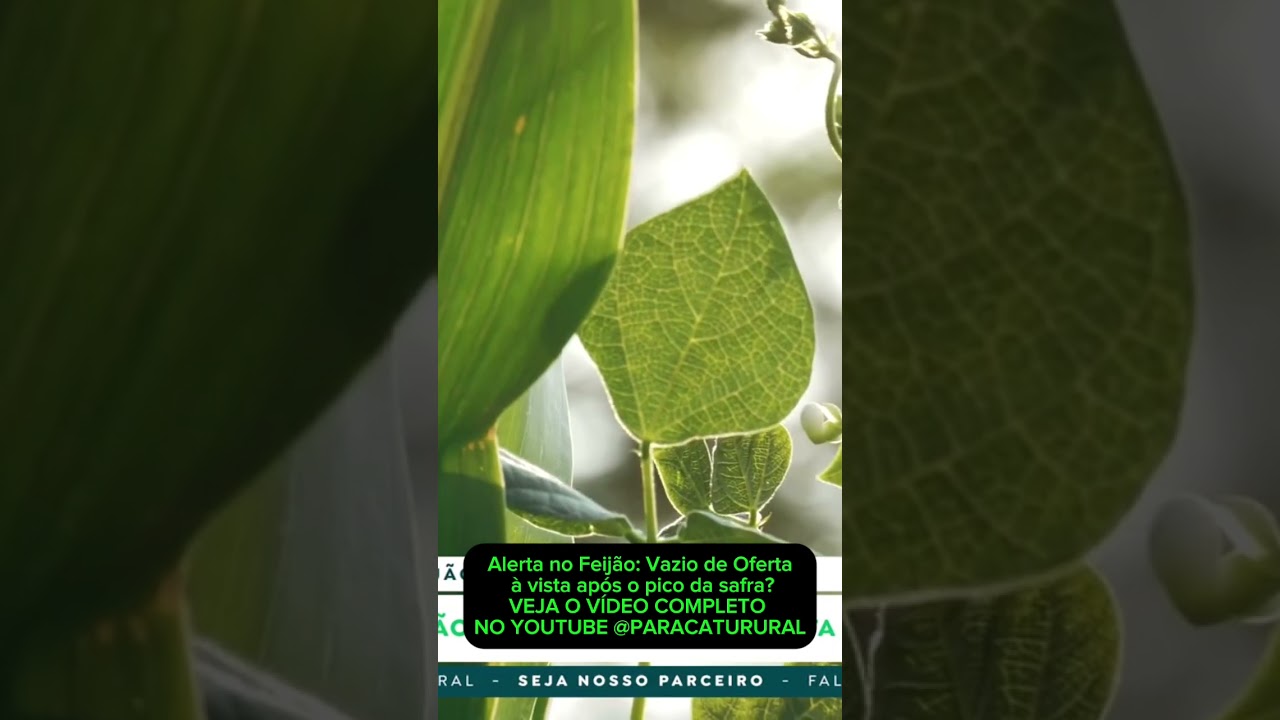 Alerta no Feijão: Vazio de Oferta à vista após o pico da safra?