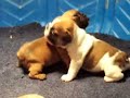 Frenchies