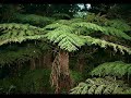 Frank Duval - Magdalena / Forest views