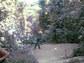 Tarzan Swing in Costa Rica!!