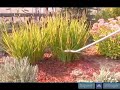 How to Reduce Transplant Shock for Perennials How to Reduce Transplant Shock for Perennials