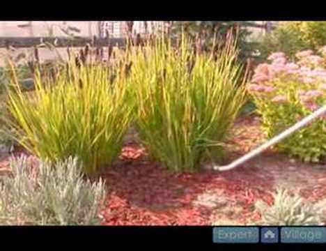 how to avoid transplant shock