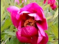 Plant Peony in Fall: Tips