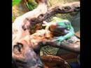 whites tree frog devours baby mouse