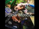 whites tree frog devours baby mouse