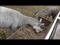 Click here to watch this video 2011年11月5日 剣淵町ビバアルパカ牧場 パル