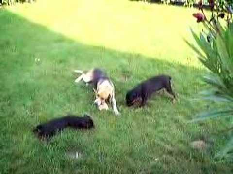 jagd terrier