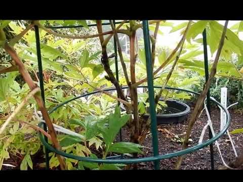how to care tree peony