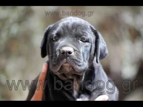 bandog