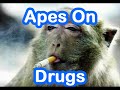 ApesOnDrugs - Rockstar