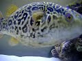 Green Spotted Pufferfish