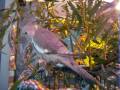 Luca the Cockatiels Butchered Wings - Progress?!