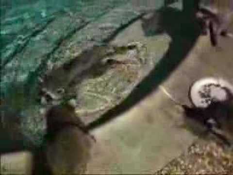 Raccoon swimming in pool