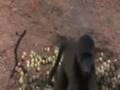 besoffene tiere