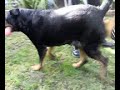 Woofs day out part 3