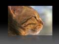 SHEBA-BEST-OF-PART-1