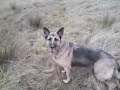 German Shepherd Max (Power) Being Slightly Less Bad German Shepherd Max (Power) Being Slightly Less Bad