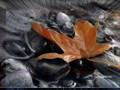 POEM~~~Esti imbracata-n raze...si straveziu,conturul de rotunjimi ascunse,apare si dispare..Cuprind cu mana valul ce te-a imbracat..usoara,plutesti pe bratul tandru,zambesti...ma infioara,privirea ta si buza ce-mi musti putin tresare,de gustul buzei tale,dulce,amara.. - videoclipul lui GIGINICOLAE20
