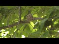 Hummingbird in nest Hummingbird in nest