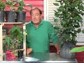 Tropical Plant Care : Growing Hibiscus Plants