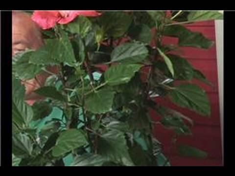 how to grow hibiscus plant