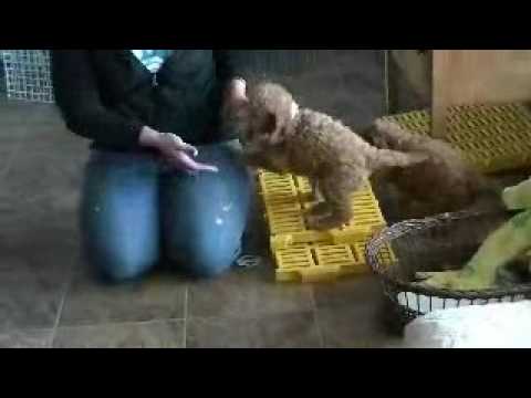 Samson and Sue cavapoo pups