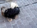 Delphy and Punky - The Dancing Dogs